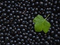 A closeup of freshly collected ripe juicy black currant berries decorated with a green leaf Royalty Free Stock Photo