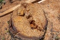 Closeup of freshly cut tree stumps with sawdust in yellow and red tones Royalty Free Stock Photo