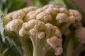 closeup of freshly harvested cauliflower, organic farming Royalty Free Stock Photo