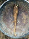 A single harvested chicory root