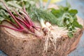 Closeup of freshly harvested vegetables turnips, beetroots, carrots, round marrow.