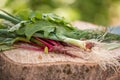 Closeup of freshly harvested vegetables turnips, beetroots, carrots, round marrow.