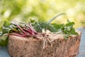 Closeup of freshly harvested vegetables turnips, beetroots, carrots, round marrow.