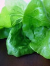 Closeup of Boston Bibb Lettuce Leaves Background