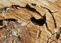 Closeup of freshly sawed and ring of tree with ants Royalty Free Stock Photo