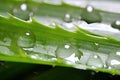 closeup of a freshly split aloe vera leaf