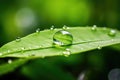 Closeup freshness green plant dew environment macro water nature leaf