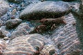 Closeup freshwater crayfish underwater Astacus astacus crystal clear water Royalty Free Stock Photo