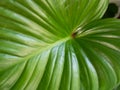 Closeup fresk green caladium leaves in background