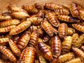 fried giant insects in the market