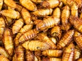 fried giant insects in the market