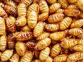 fried giant insects in the market