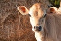 Closeup of friesen dairy cow calf Royalty Free Stock Photo