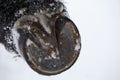 Closeup of Friesian horse hooves in winter