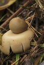 Closeup on a fringed or sessile earthstar mushroom , Geastrum fimbriatum on the forest floor Royalty Free Stock Photo