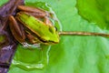 Closeup Frog