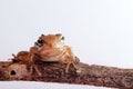 Closeup Frog isolated with white color