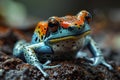 Closeup of frog in natural enironment, Orange and blue poison dart frog with beautiful and Vibrant Mimic, European tree