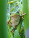 Closeup frog perching on plants