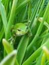 Closeup frog perching on plants