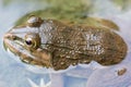 Closeup Frog in pond with water