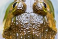 Closeup Frog in pond with water