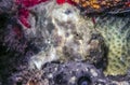 Closeup of frogfish Royalty Free Stock Photo