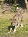 Closeup of African cheetah stretching