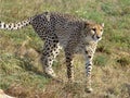 Closeup of African Cheetah Royalty Free Stock Photo