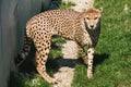 Closeup front African Cheetah walking on grass Royalty Free Stock Photo