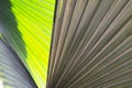 Closeup front and back palm leaf texture background