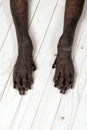 Closeup front paws of Xoloitzcuintle dog, or Mexican Hairless breed, with dark skin and black nails, on white wooden background. Royalty Free Stock Photo