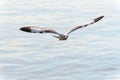 Closeup front seagull flying happily in the sky Royalty Free Stock Photo