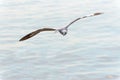 Closeup front seagull flying happily in the sky Royalty Free Stock Photo