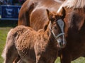 Draft horse foal