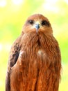 Closeup and Front view of Beautiful Golden Eagle Royalty Free Stock Photo