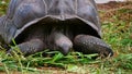 Closeup front view of head and shell of an old giant tortoise slowly eating plants near Anse Lazio beach, Praslin. Royalty Free Stock Photo