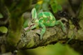 Closeup front view on hunting chameleon on tree branch