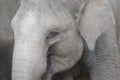 A closeup front view photo taken on an adult elephant with its eyes closed Royalty Free Stock Photo
