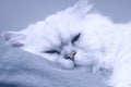 Closeup front view of Silver Chinchilla persian cat sleeping on gray sofa with pastel color effect. Selective focus Royalty Free Stock Photo