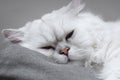 Closeup front view of Silver Chinchilla persian cat sleeping on gray sofa. Selective focus Royalty Free Stock Photo