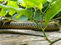 Three Garter Snakes On A Log Royalty Free Stock Photo