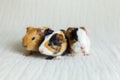 Closeup frontal view of adorable two-days old triplet guinea pigs with black button eyes sitting on couch