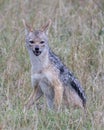 Closeup frontview of a black-backed jackal sitting in grass looking at the camera