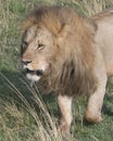Closeup frontview face and front legs of large male lion