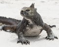 Closeup frontview of a marine iguana on a white sandy beach Royalty Free Stock Photo