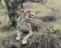 Closeup frontview of one adult cheetah lying resting on top of a grass covered mound Royalty Free Stock Photo