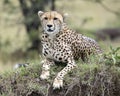 Closeup frontview of one adult cheetah lying resting on top of a grass covered mound Royalty Free Stock Photo