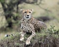 Closeup frontview of one adult cheetah lying resting on top of a grass covered mound Royalty Free Stock Photo