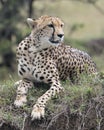 Closeup frontview of one adult cheetah lying resting on top of a grass covered mound Royalty Free Stock Photo